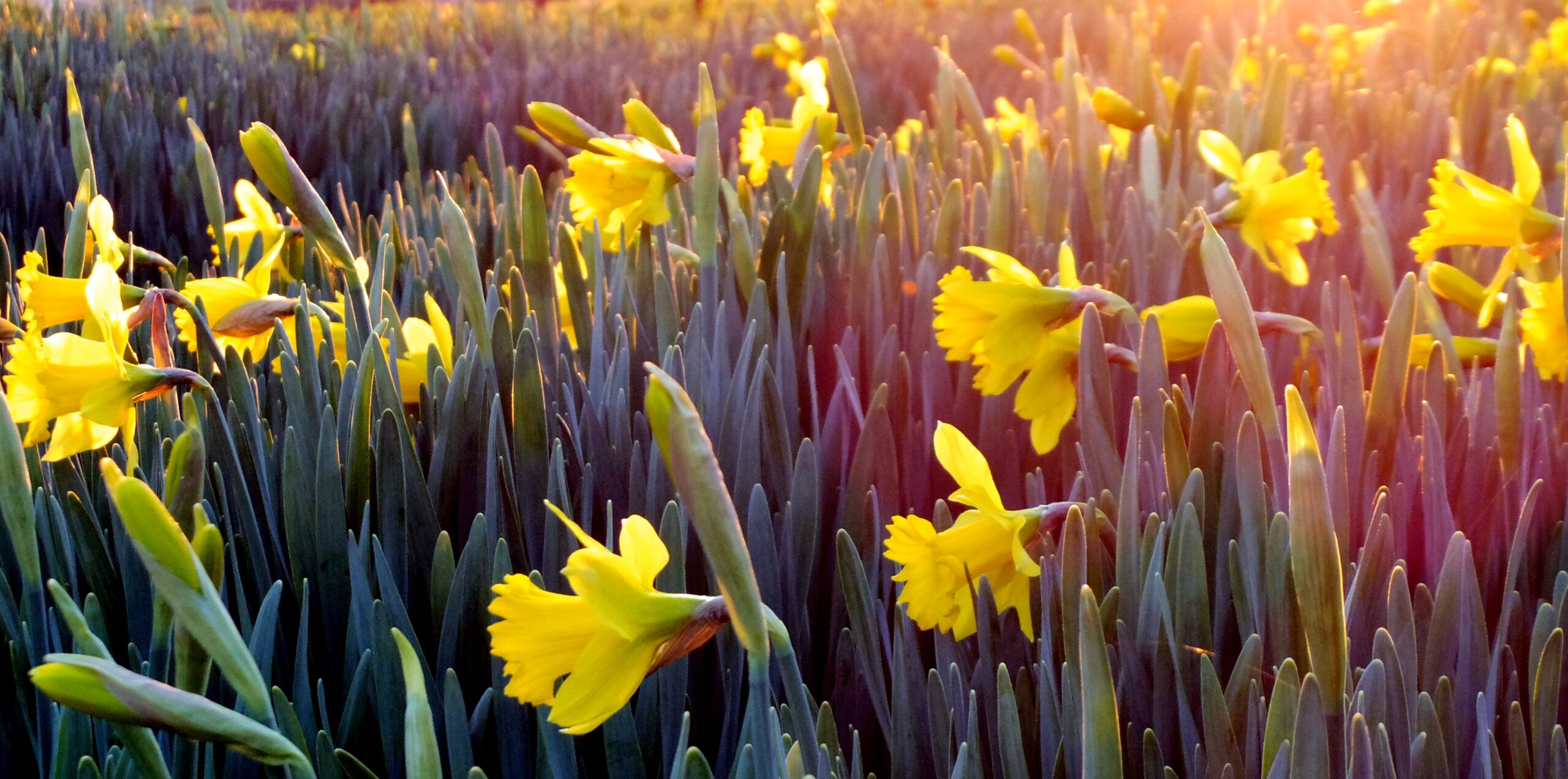 daffodils