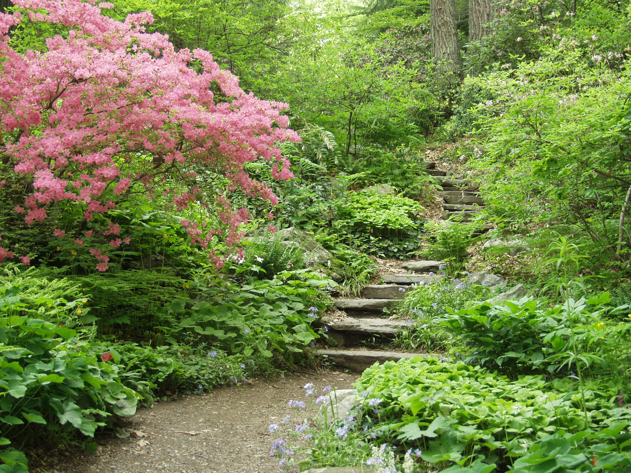 Azalea Steps Garden in the Woods c New England Wild Flower Society Lisa Mattei