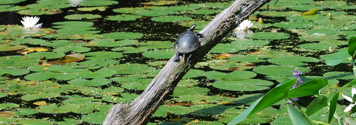Turtle in Lily Pond c New England Wild Flower Society S. Ziglar 1
