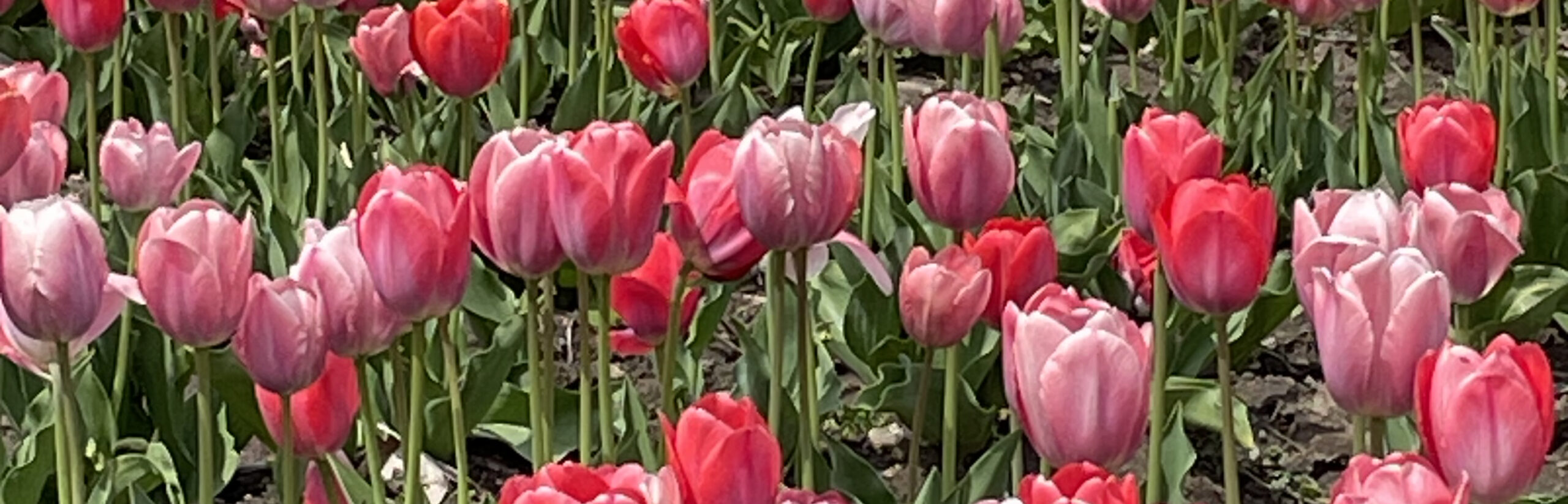 tulips