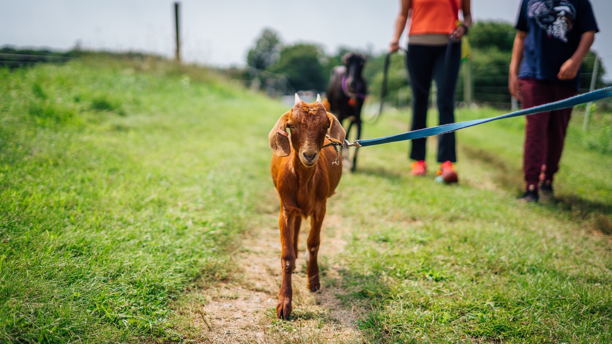 hike with goats at chestnut hill farm
