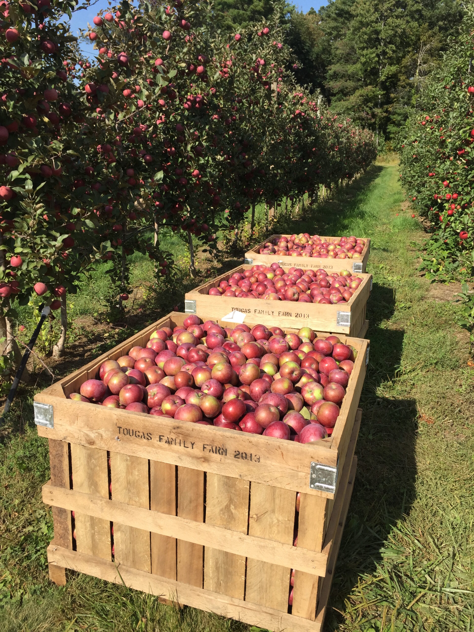 apple tree rows and boxes (1)