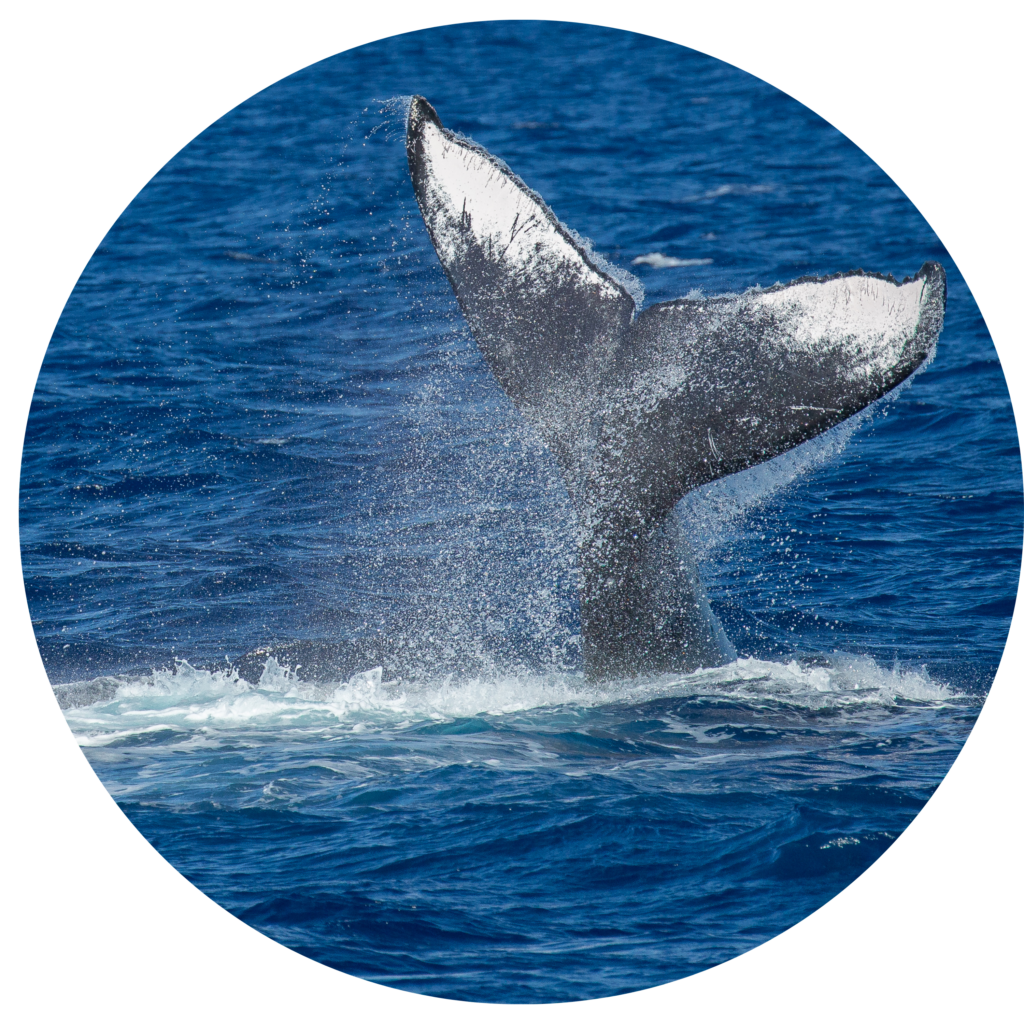 Hyannis Whale Watcher Cruises