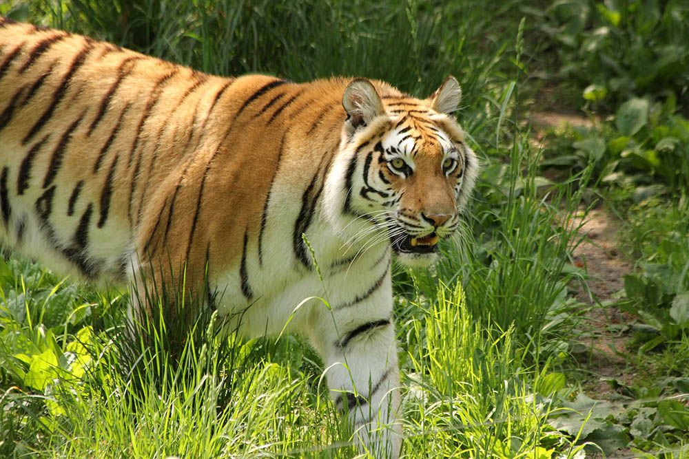 BengalTigerSouthwickszoo