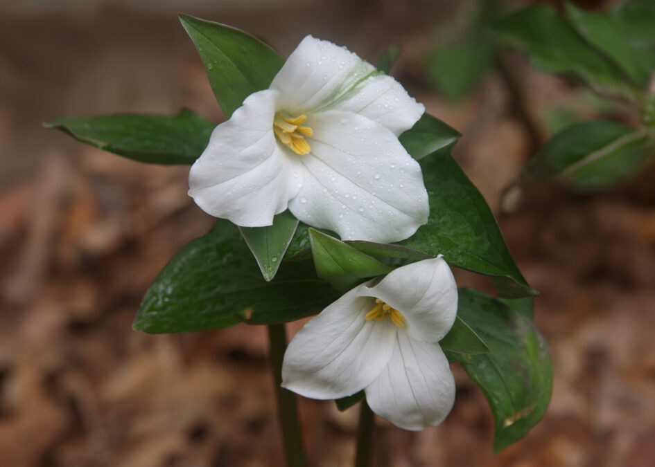 Celebrate Trillium Week at Garden in the Woods