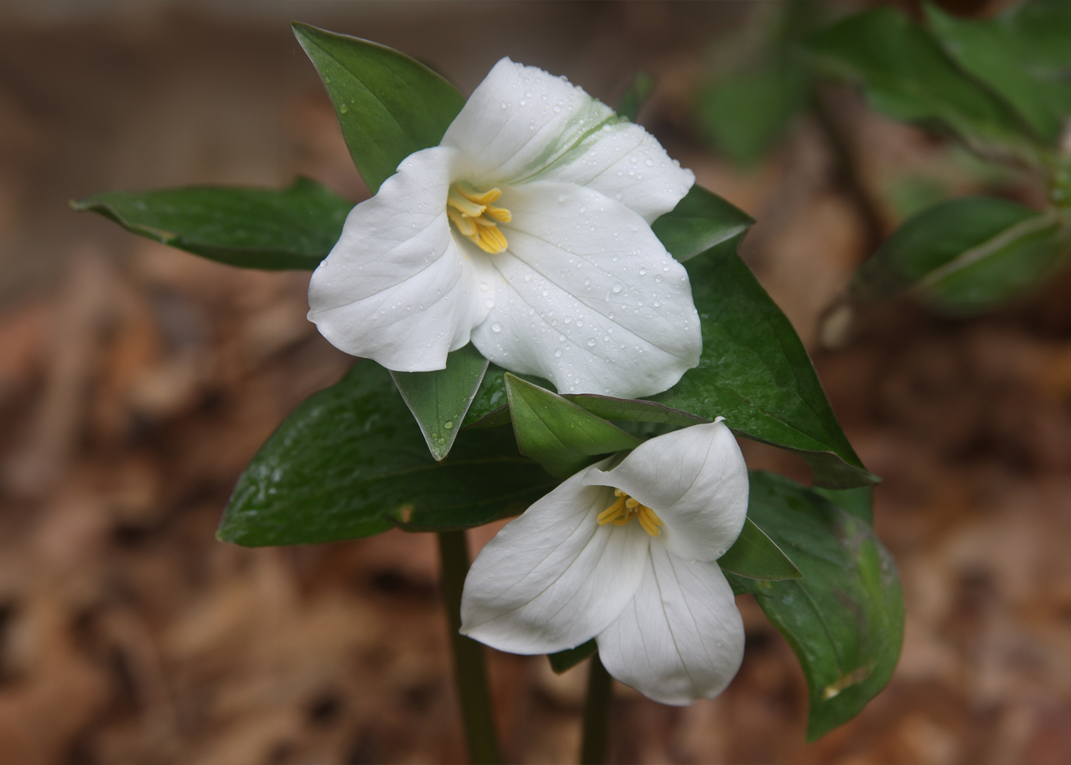 Trillium grandiflorum edited