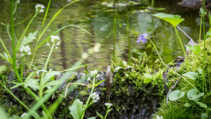 Ashland Town Forest 051816 9