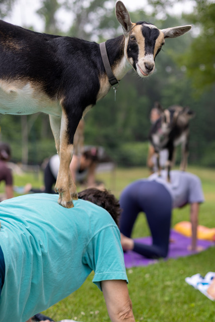 goat yoga