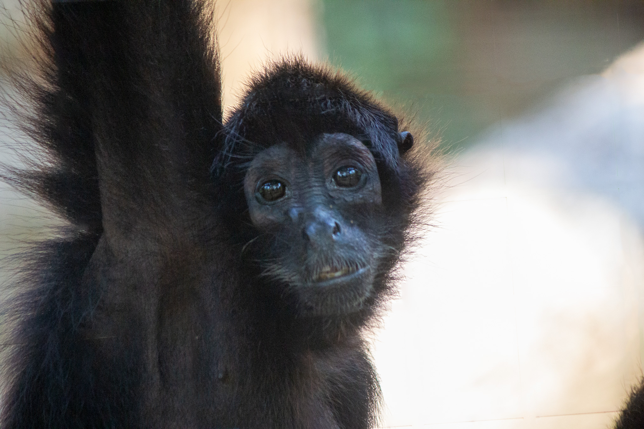Meet the Newest Residents at Southwick’s Zoo » MetroWest Boston ...