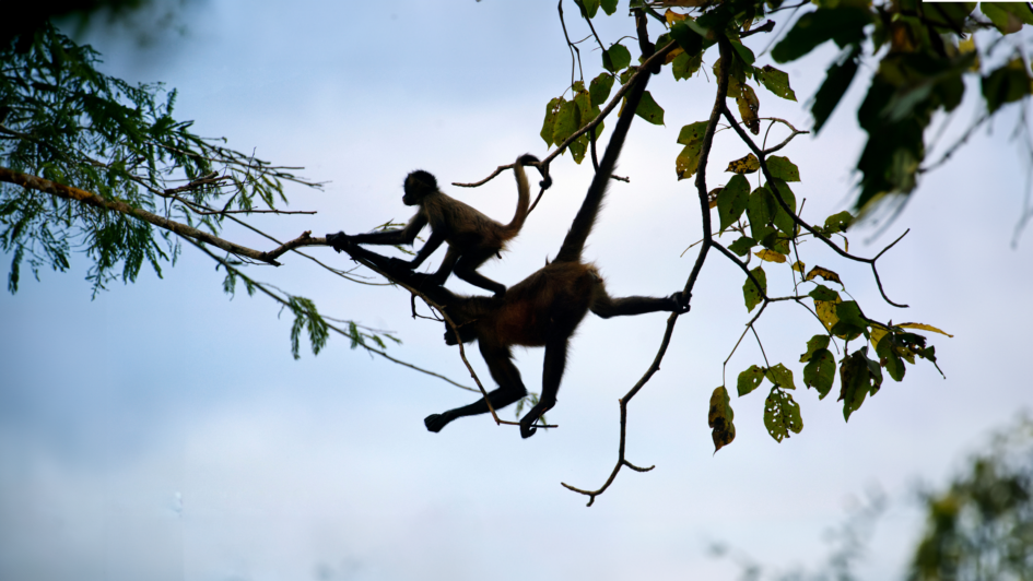Meet the Newest Residents at Southwick’s Zoo
