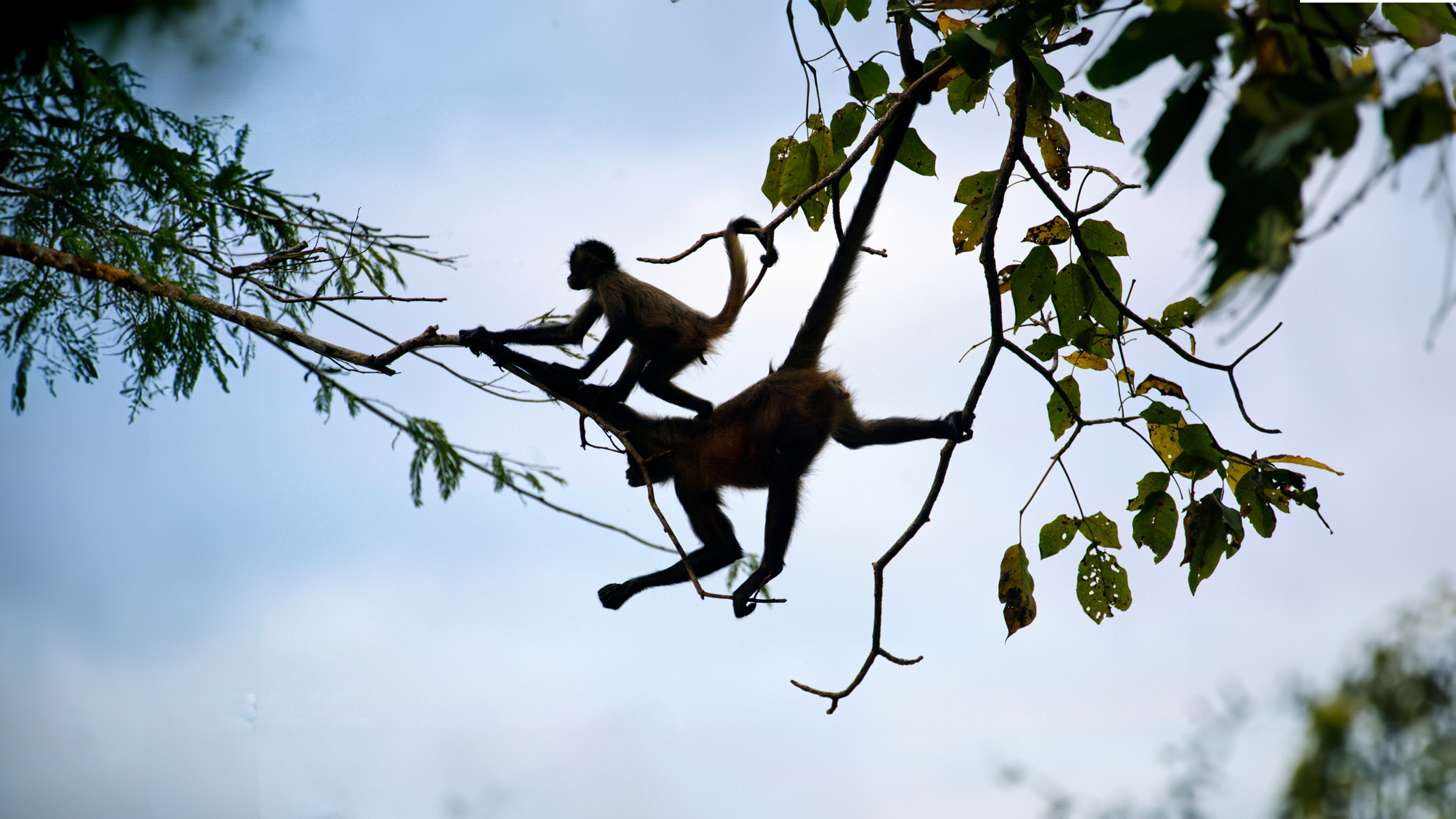 spidermonkeys2