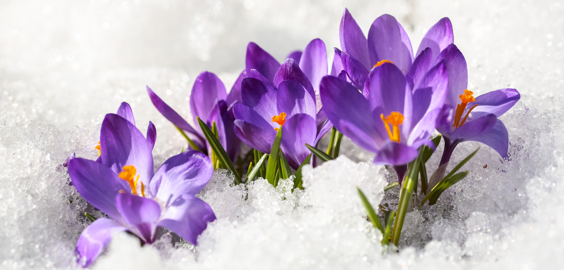 Winter Flowers