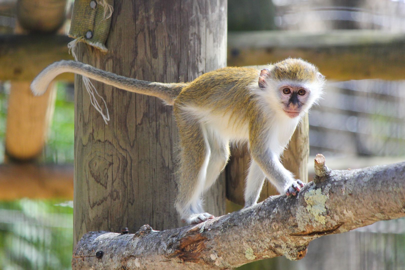 Southwicks Zoo Monkey