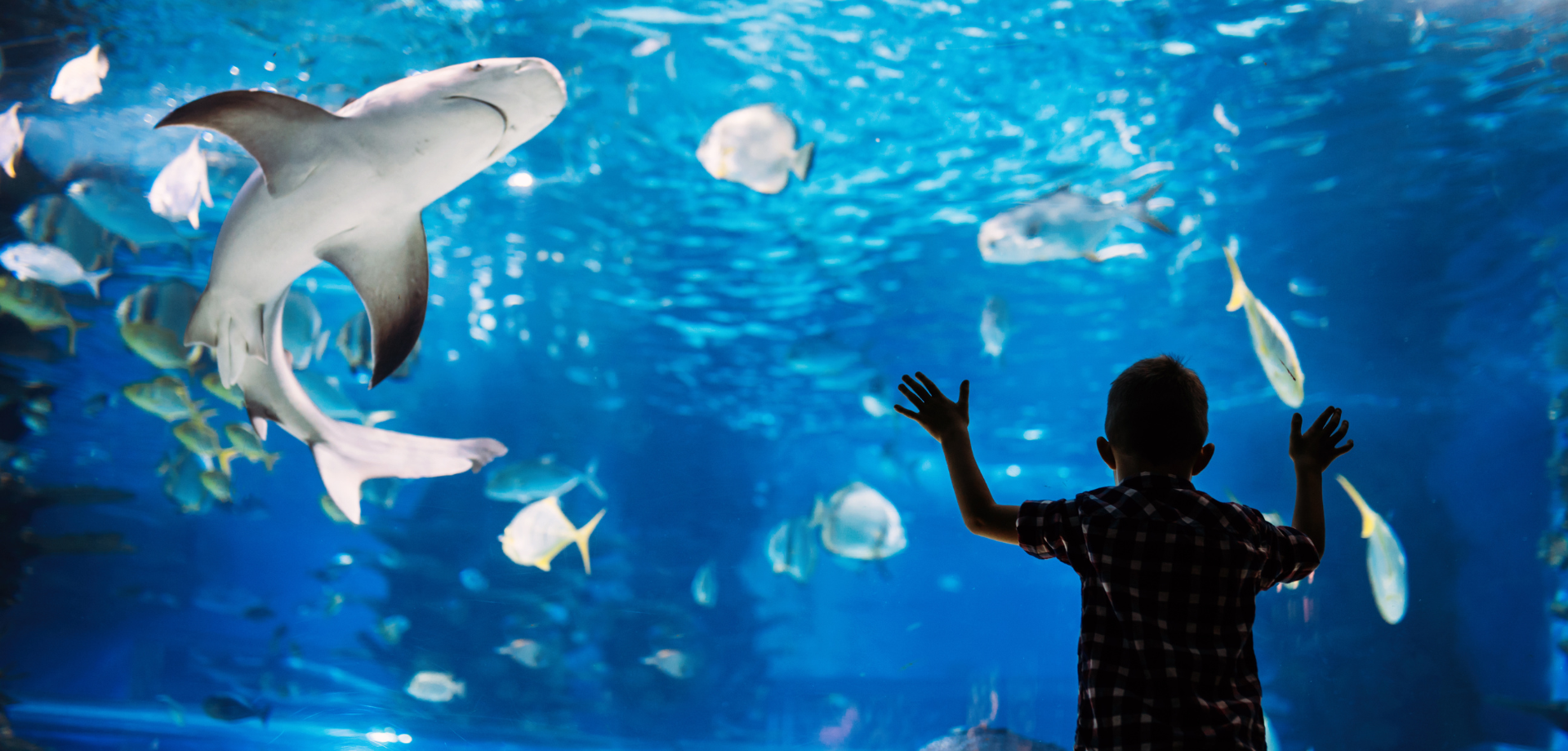 Aquarium