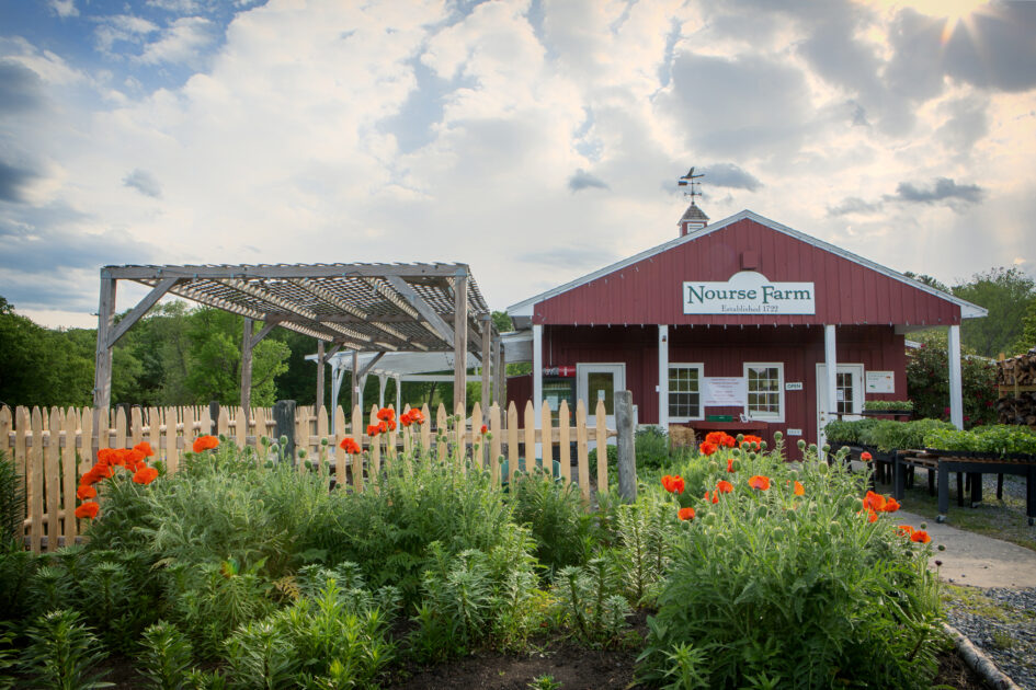 Sunset, Fresh Pie, and Farm Views