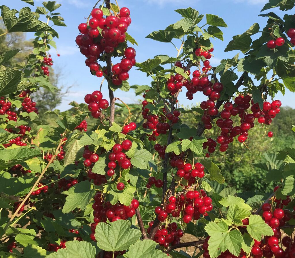 Red Currants - Landscape