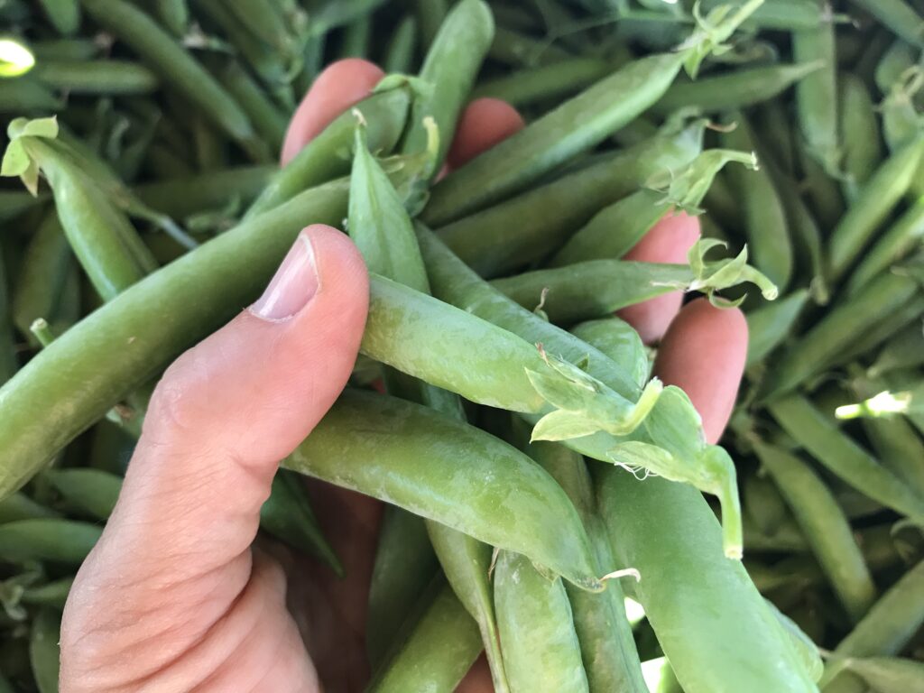 Shelling Peas In Hand - Landscape