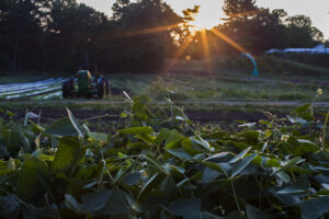 Volante Farms Cookbook fields 2