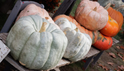 pumpkins 142 16844 DavidFoxPhotography