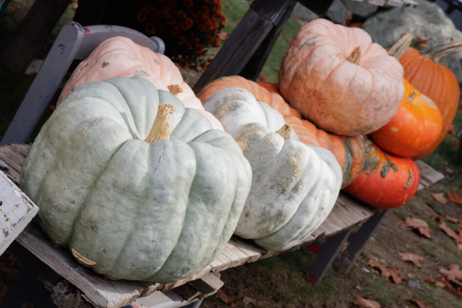 Fall Fun on the Farm